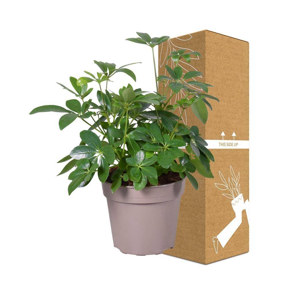 Schefflera 45cm - Plante d'intérieur- La Green Touch - Image 4
