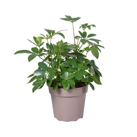 Schefflera 45cm - Plante d'intérieur- La Green Touch - Image 2