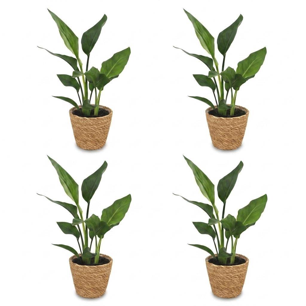Strelitzia Reginea - Oiseau de paradis - Pot de 12cm - 4 plantes - Panier - Plantes d'intérieur - Image 2