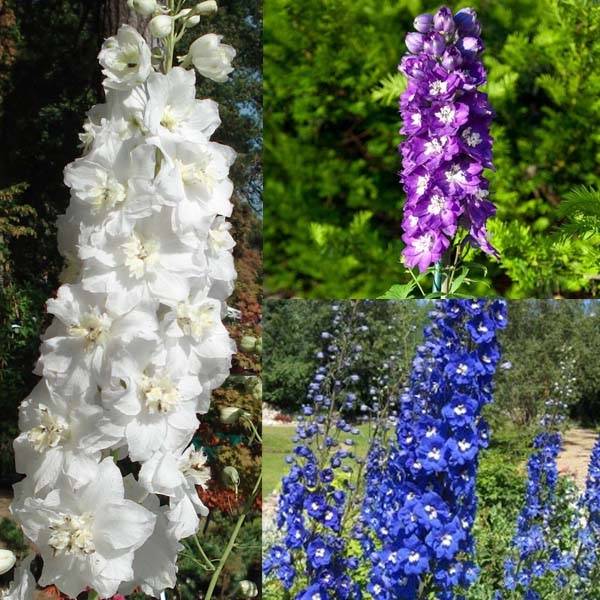 Promesse de Fleurs - Collection Delphiniums Le Bal des Géants - Collection de 9 plantes