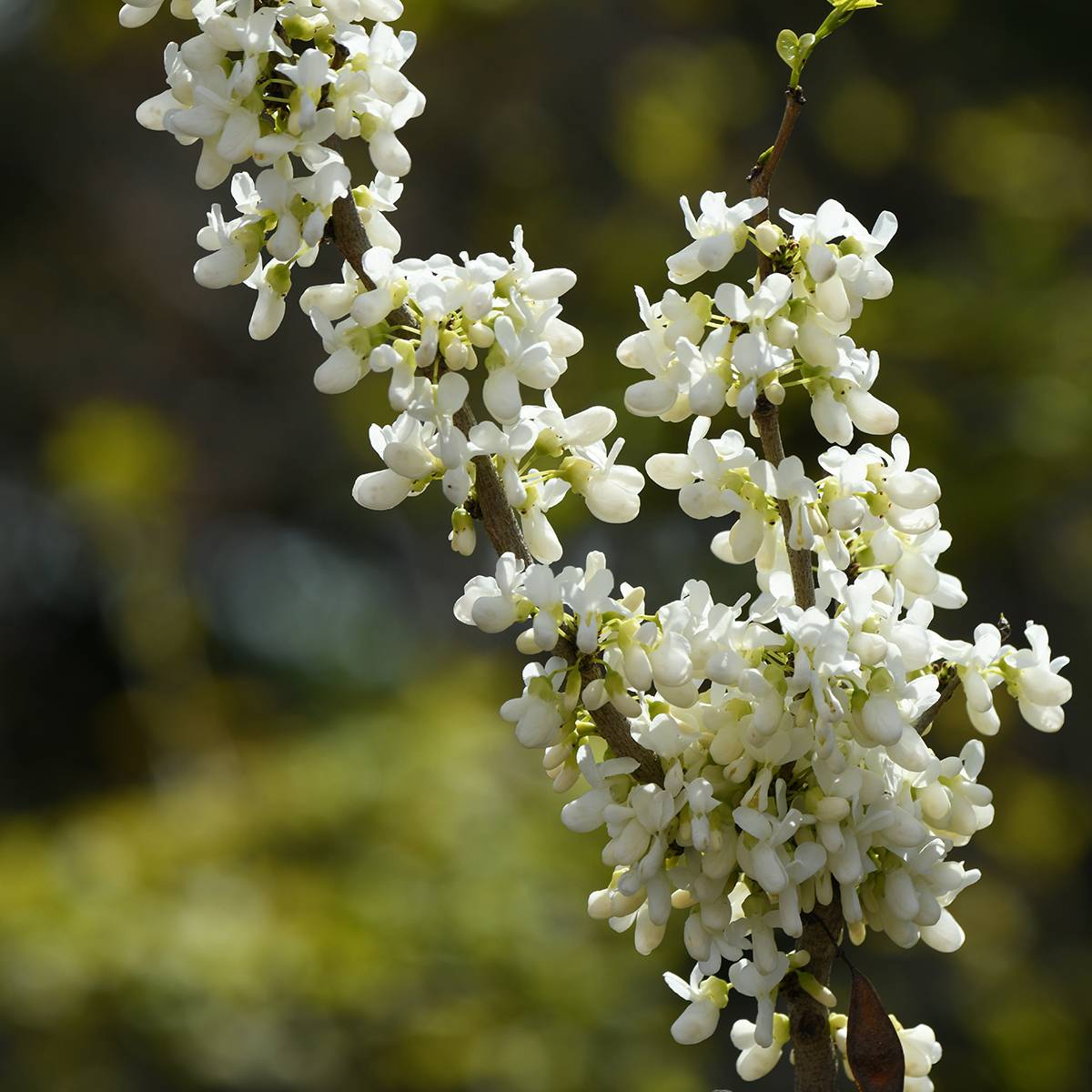 Promesse de Fleurs - Cercis chinensis Shirobana - Gainier de Chine Pot de 4L/5L - Image 1