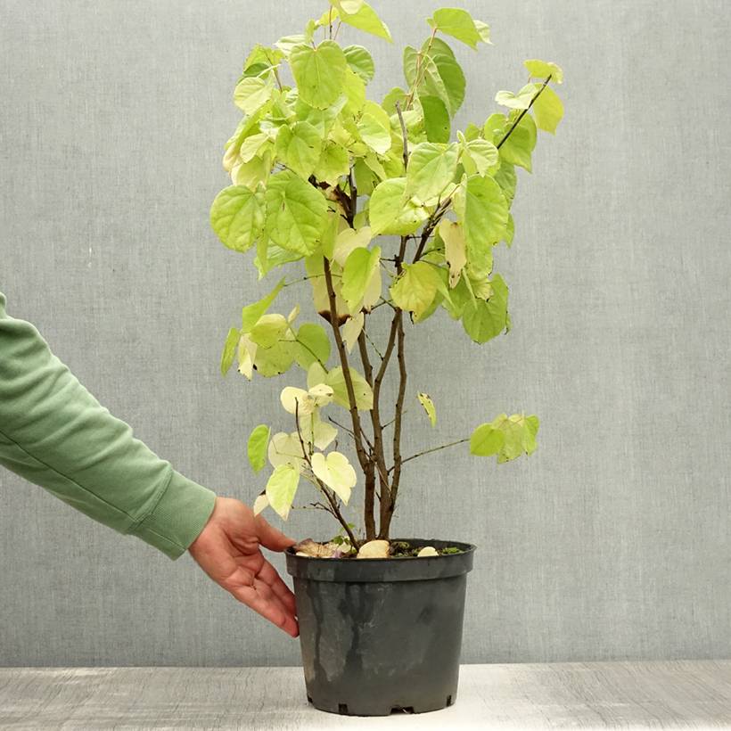 Promesse de Fleurs - Cercis chinensis Shirobana - Gainier de Chine Pot de 4L/5L - Image 2