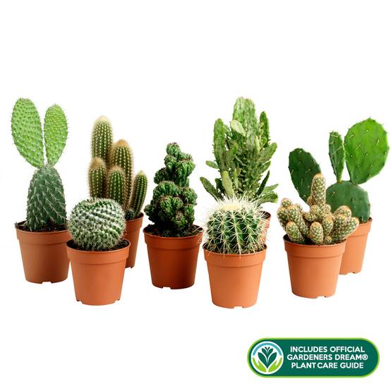 Gardenersdream - Lot De 10 Cactus Mixtes En Pot De 5.5 Cm - GardenersDream - Image 4