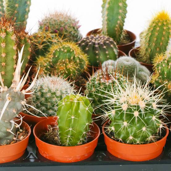 Gardenersdream - Lot De 10 Cactus Mixtes En Pot De 5.5 Cm - GardenersDream - Image 3