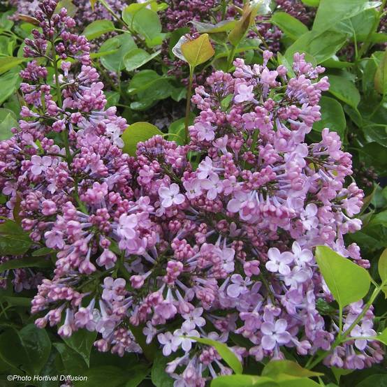 Lilas à fleurs de jacinthe - Syringa hyacinthiflora Maiden's Blush Pot de 4L/5L, Buisson, 3/4 branches - Image 1