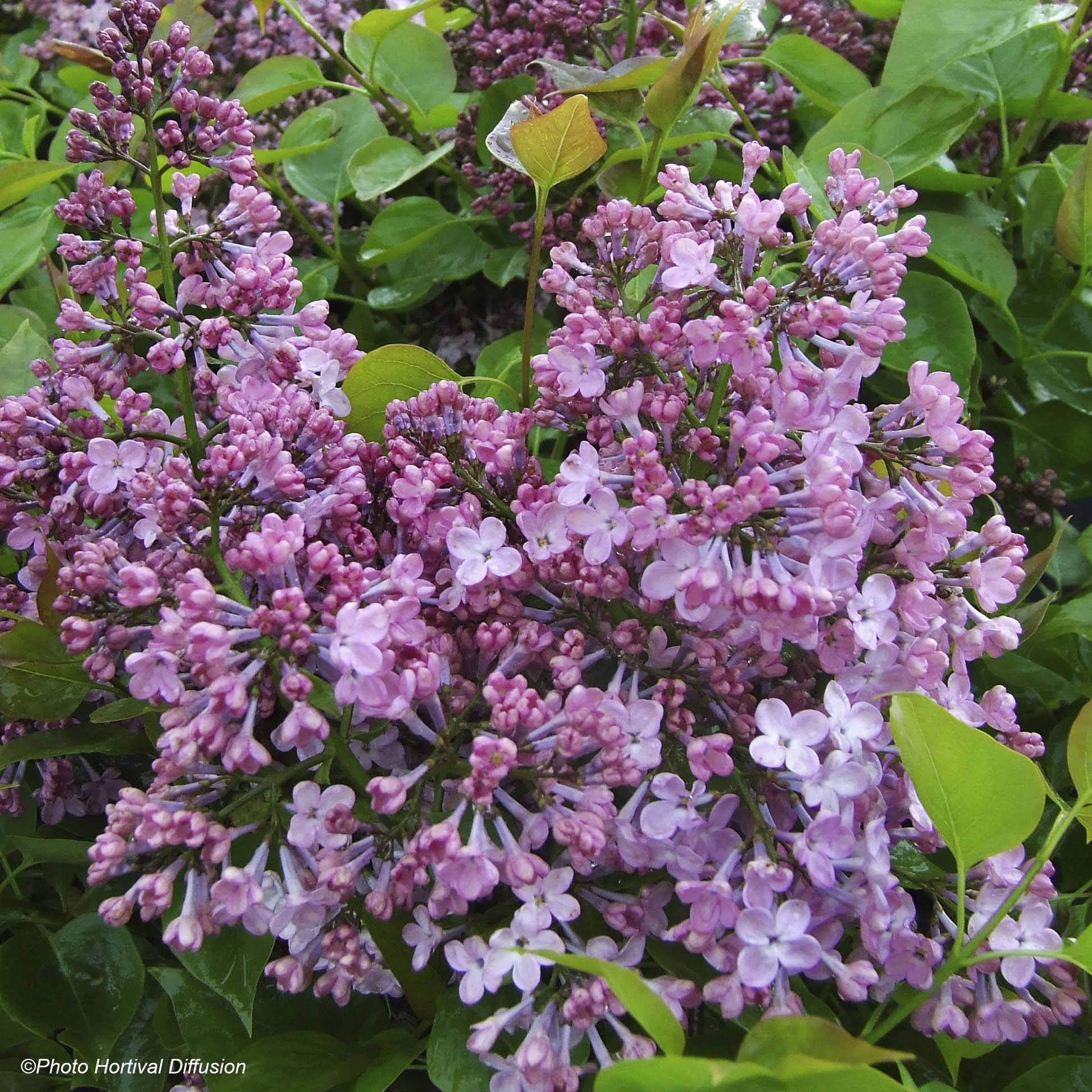 Lilas à fleurs de jacinthe - Syringa hyacinthiflora Maiden's Blush Pot de 4L/5L, Buisson, 3/4 branches - Image 1
