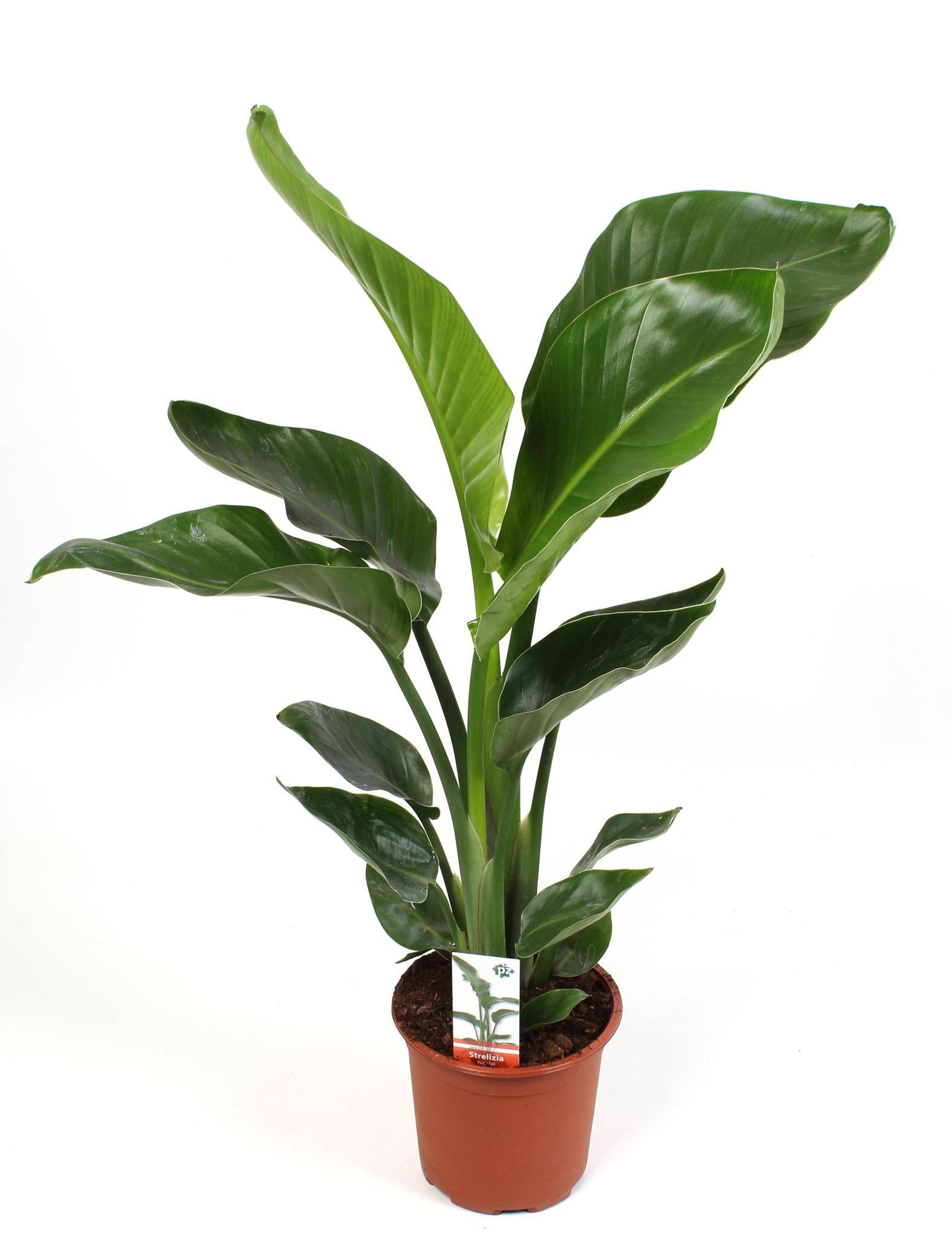 Strelitzia Nicolai 17 Cm - D17 H70cm