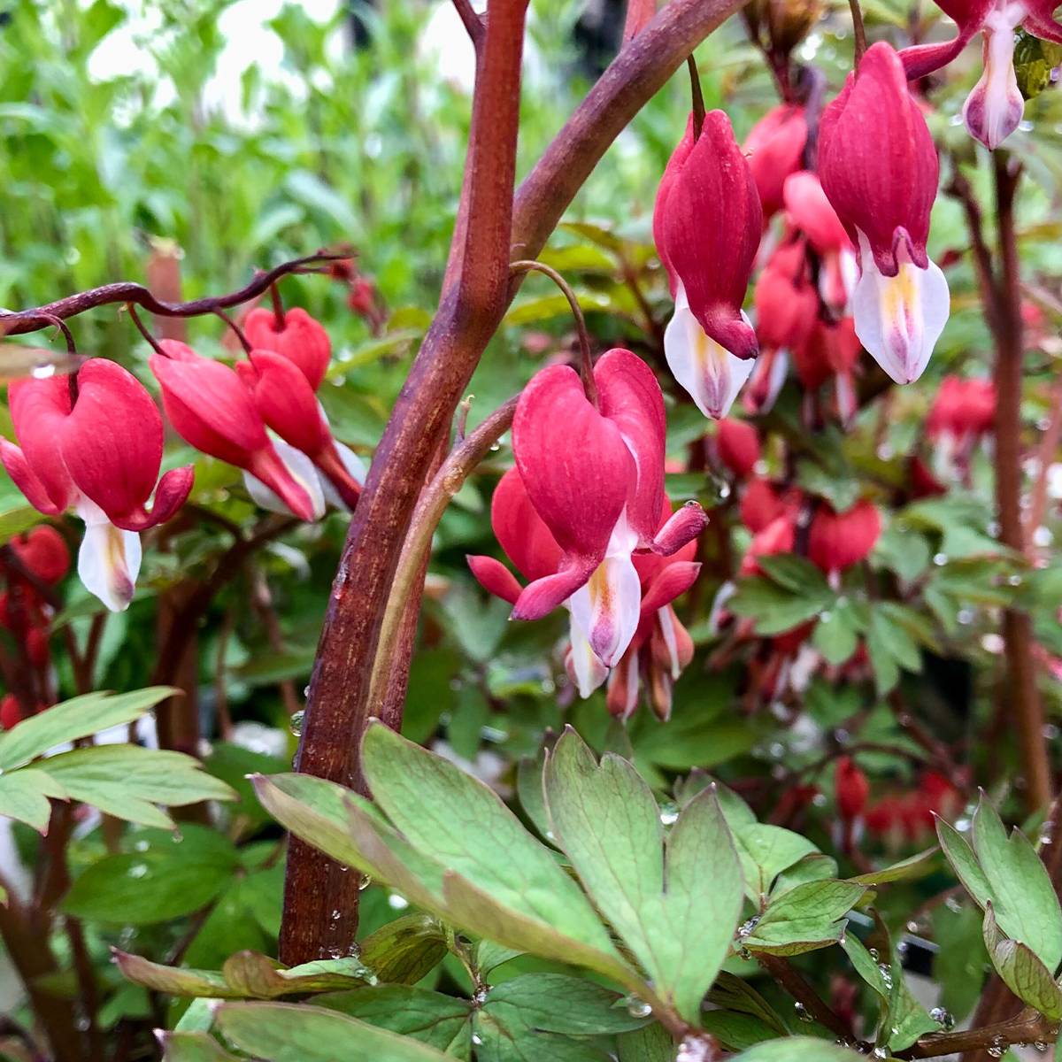 Promesse de Fleurs - Coeur de Marie Rouge - Dicentra spectabilis Valentine Godet de 7/8 cm - Image 1