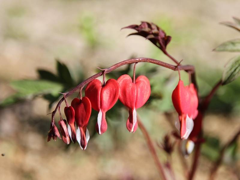 Promesse de Fleurs - Coeur de Marie Rouge - Dicentra spectabilis Valentine Godet de 7/8 cm - Image 2