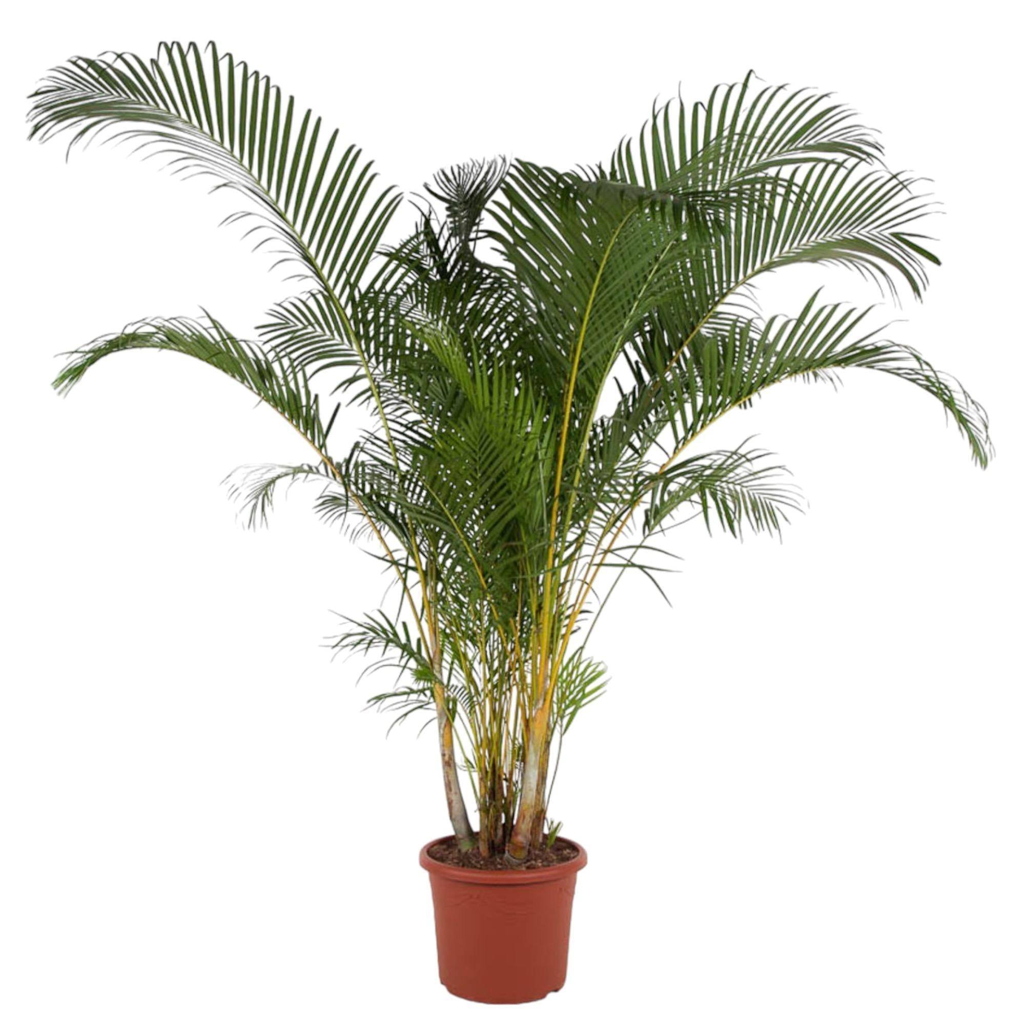 Dypsis Lutescens - D48 H240cm