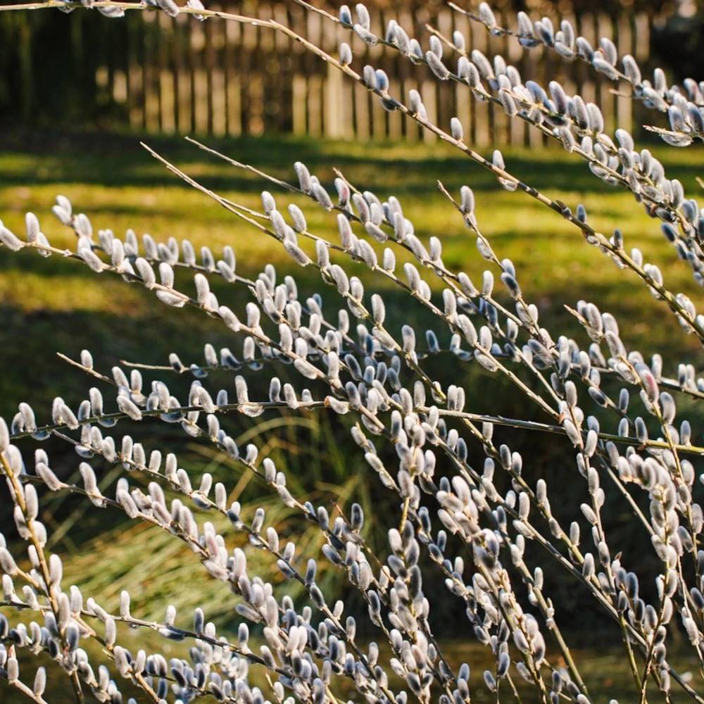 Saule marsault pleureur Kilmarnock, Salix à fleurs Blanche/Jaune - feuillage Caduc - Pot de 15L - 1/2 tige