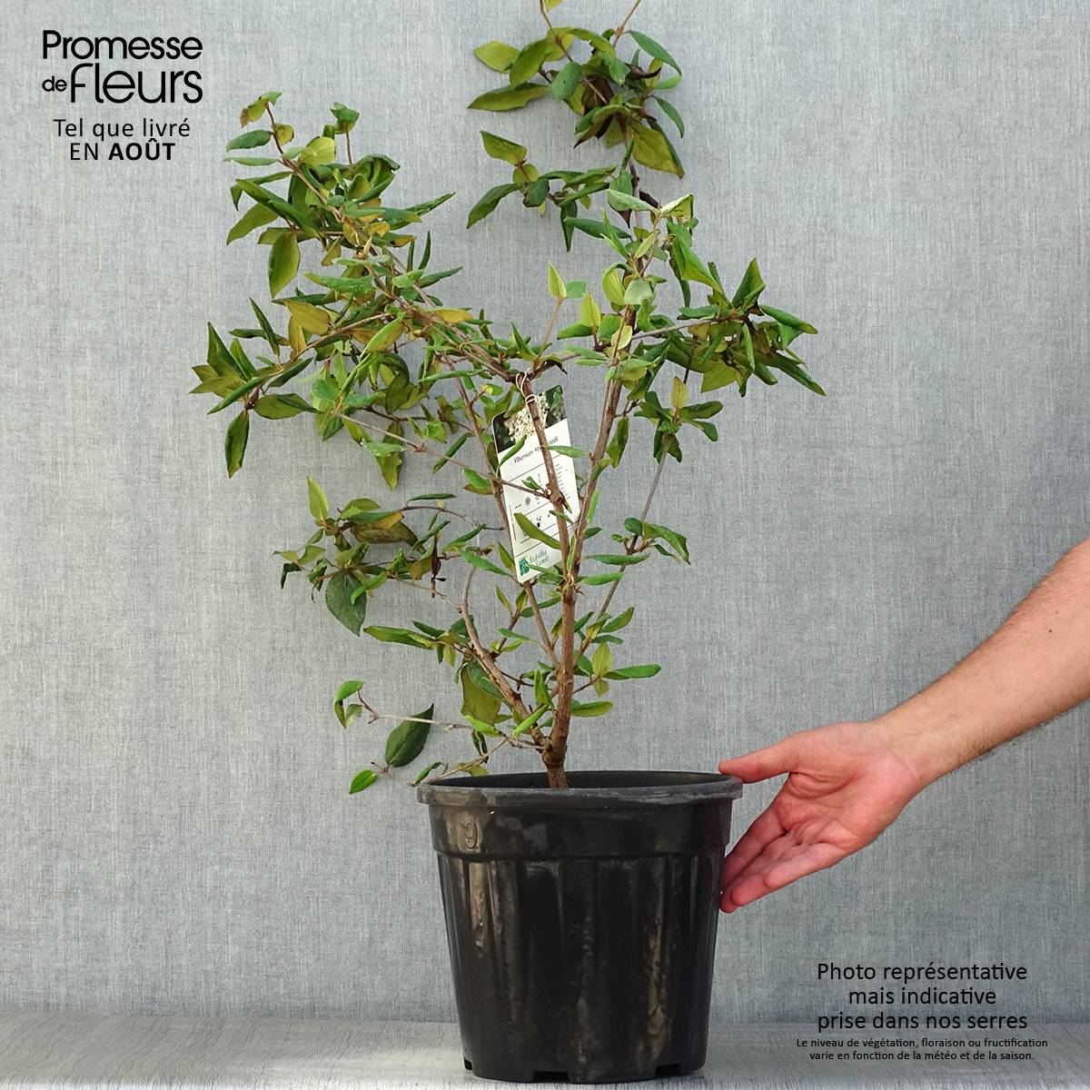 Promesse de Fleurs - Viburnum burkwoodii - Viorne de Burkwood Pot de 7,5L/10L - Image 2
