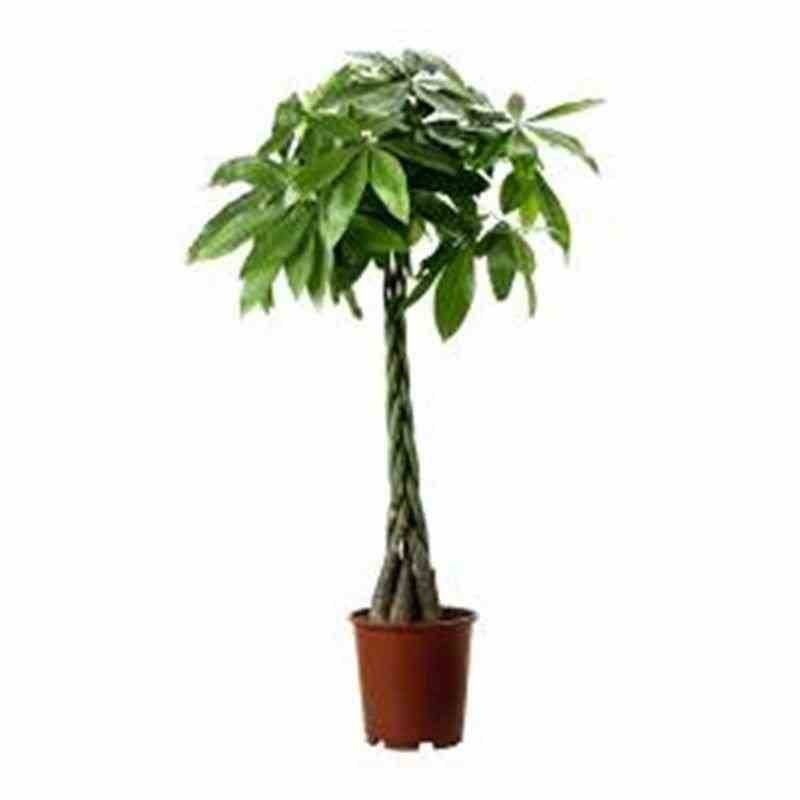 0 - Pachira aquatica (noix de Malabar, Châtaignier de Guyane) Pot de 25L - 200-225cm - Image 3