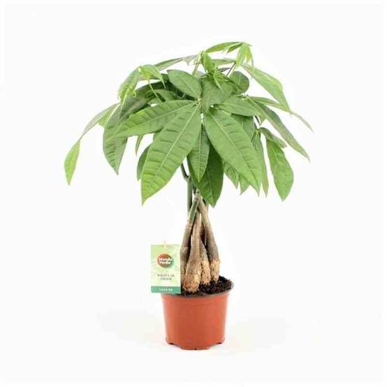 0 - Pachira aquatica (noix de Malabar, Châtaignier de Guyane) Pot de 25L - 200-225cm - Image 1