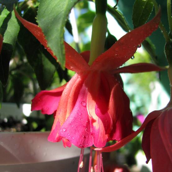 Fuchsia retombant Bicentennial Mini-motte Ø 3/4 cm (par 5)
