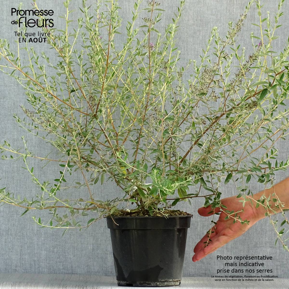 Buddleia alternifolia Unique - Arbre aux papillons nain Pot de 3L/4L - Image 2