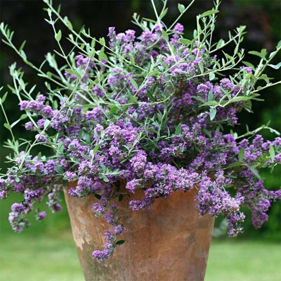 Buddleia alternifolia Unique - Arbre aux papillons nain Pot de 3L/4L - Image 1