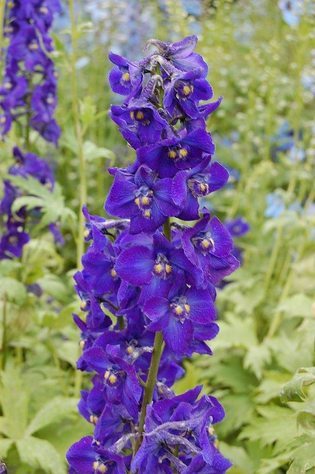 Delphinium belladonna Kleine Nachtmusik - Pied d'Alouette vivace Godet de 8/9 cm