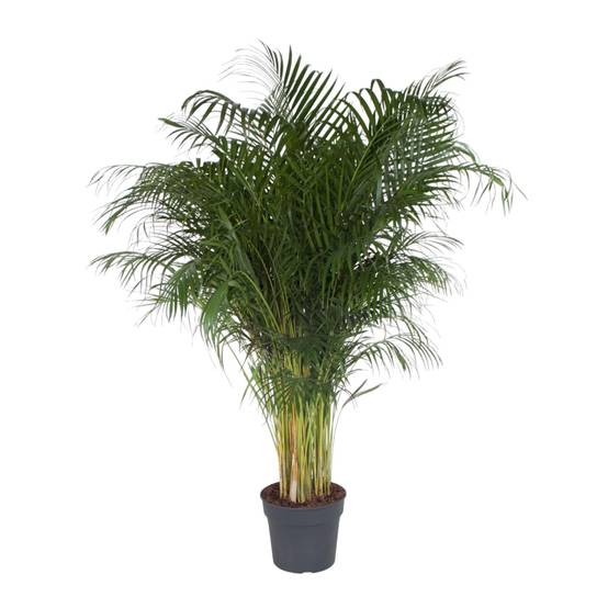Dypsis Lutescens - D34 H200cm