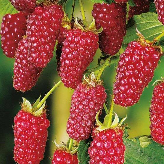 Mûre Buckingham Tayberry Bio Pot de 1,5L/2L