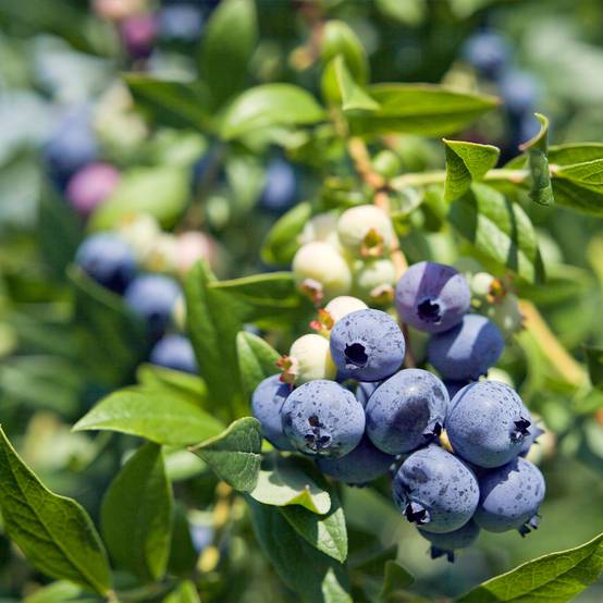 Promesse de Fleurs - Myrtille d'Amérique - Vaccinium corymbosum Berkeley Pot de 1,5L/2L
