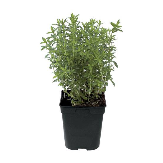 Sarriette pot de 1 litre - Image 1