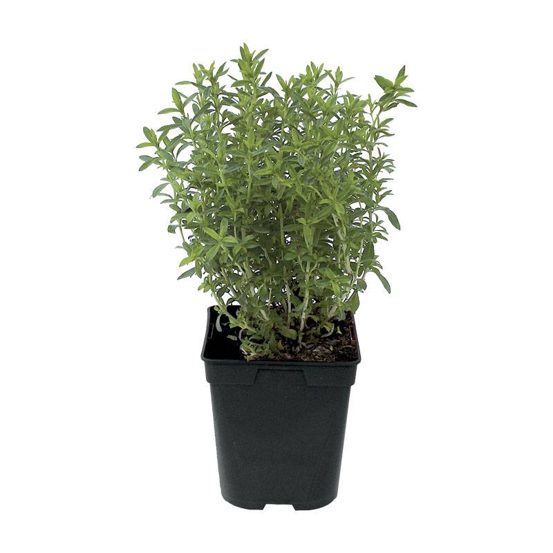 Sarriette pot de 1 litre
