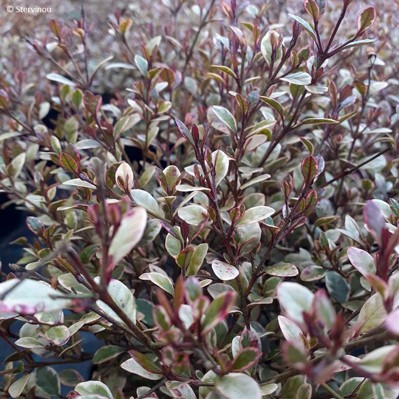 Promesse de Fleurs - Lophomyrtus Golden dragon Pot de 3L/4L