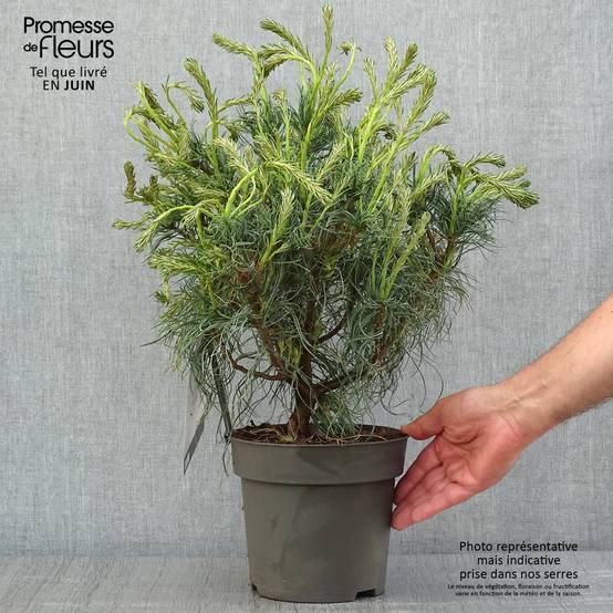 Pin de Weymouth nain - Pinus strobus Green Twist Pot de 2L/3L - Image 2