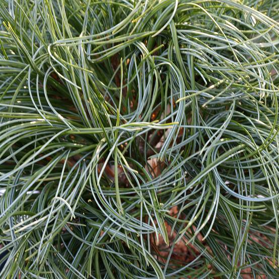 Pin de Weymouth nain - Pinus strobus Green Twist Pot de 2L/3L - Image 1