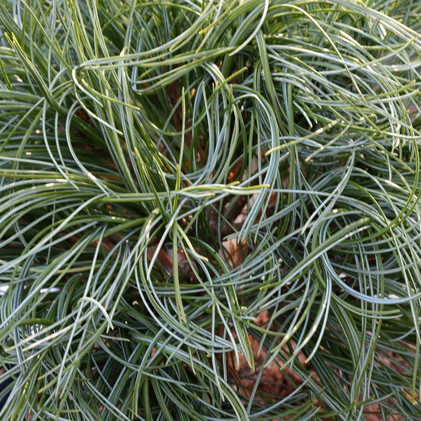 Pin de Weymouth nain - Pinus strobus Green Twist Pot de 2L/3L - Image 1