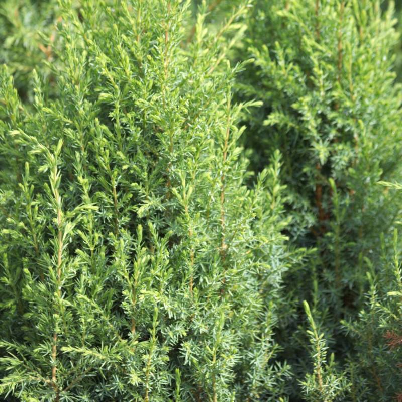 Genévrier commun Compressa, Juniperus - Pot de 3L - 20/40 cm - Image 5
