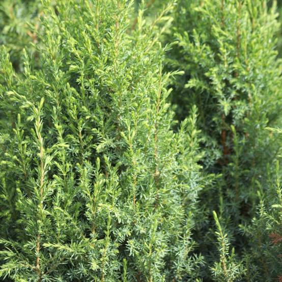 Genévrier commun Compressa, Juniperus - Pot de 3L - 20/40 cm - Image 1