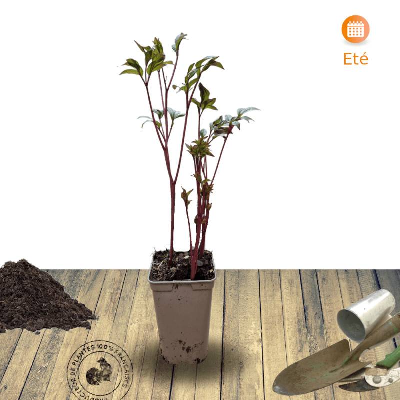 Pivoine herbacée Chalice à fleurs Rose/Blanche - feuillage Caduc - Pot de 2L - 10/20 cm - Image 3
