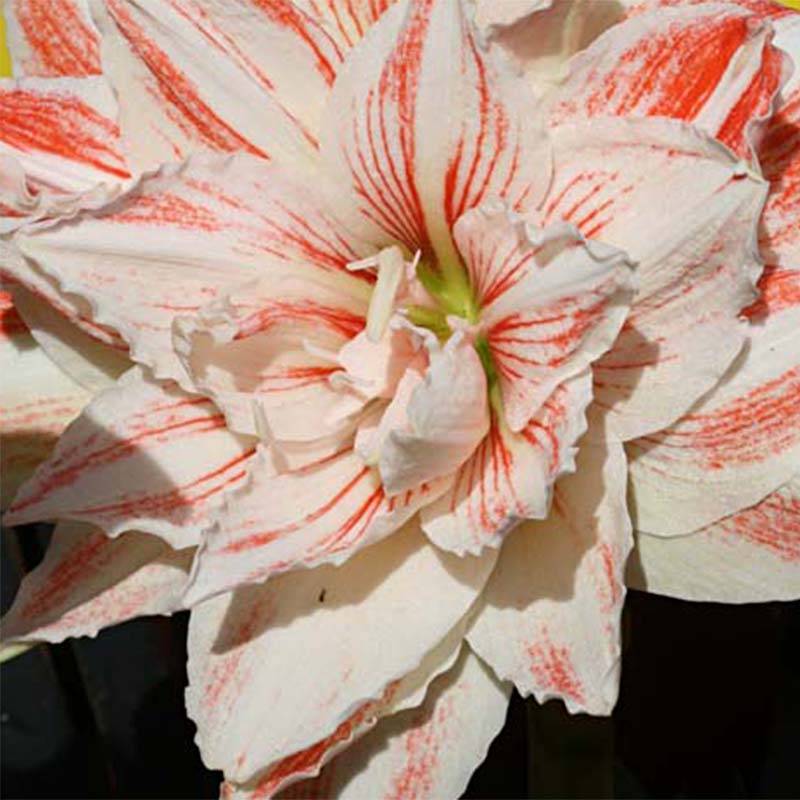 Promesse de Fleurs - Amaryllis double Nymph Bulbe calibre 28/30