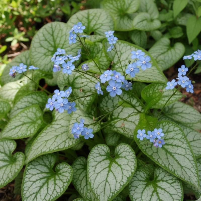 Myosotis du Caucase Jack Frost® à fleurs Bleue/ - feuillage Caduc - Lot de 3 godets
