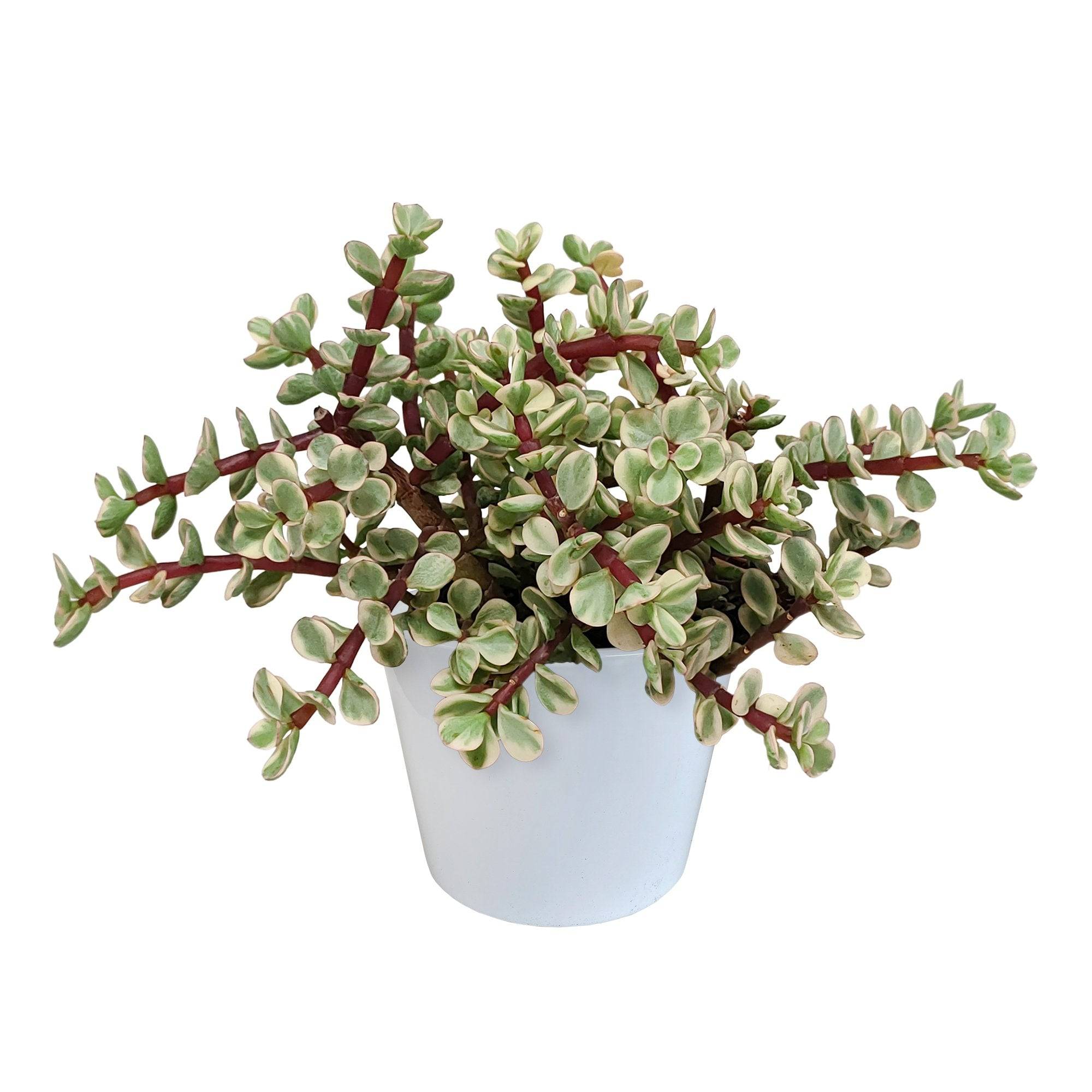 Portulacaria afra panachée- La Green Touch