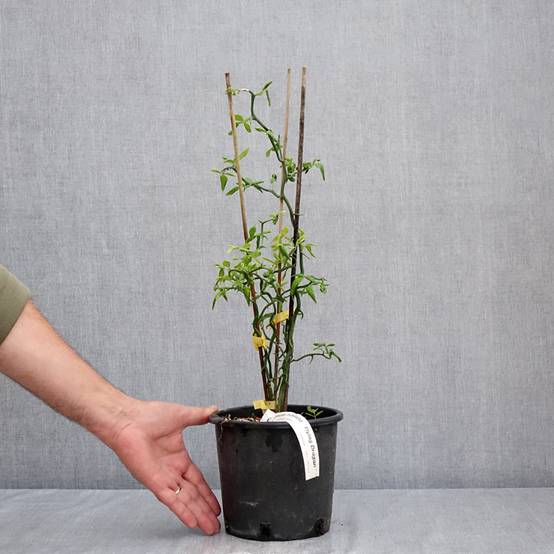 Poncirus trifoliata Flying Dragon - Citronnier tortueux Pot de 2L/3L - Image 2