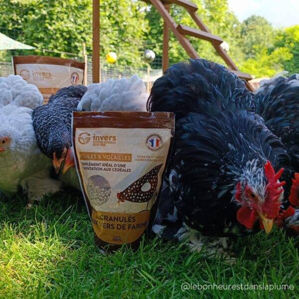 Granulés aux insectes pour poules & volailles 500g - Invers - Image 2