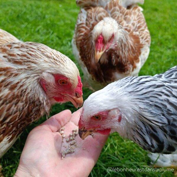 Granulés aux insectes pour poules & volailles 500g - Invers - Image 3
