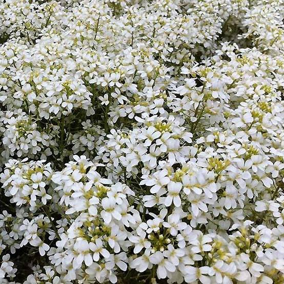 Arabis procurrens Neuschnee - Corbeille d'argent Godet de 8/9 cm