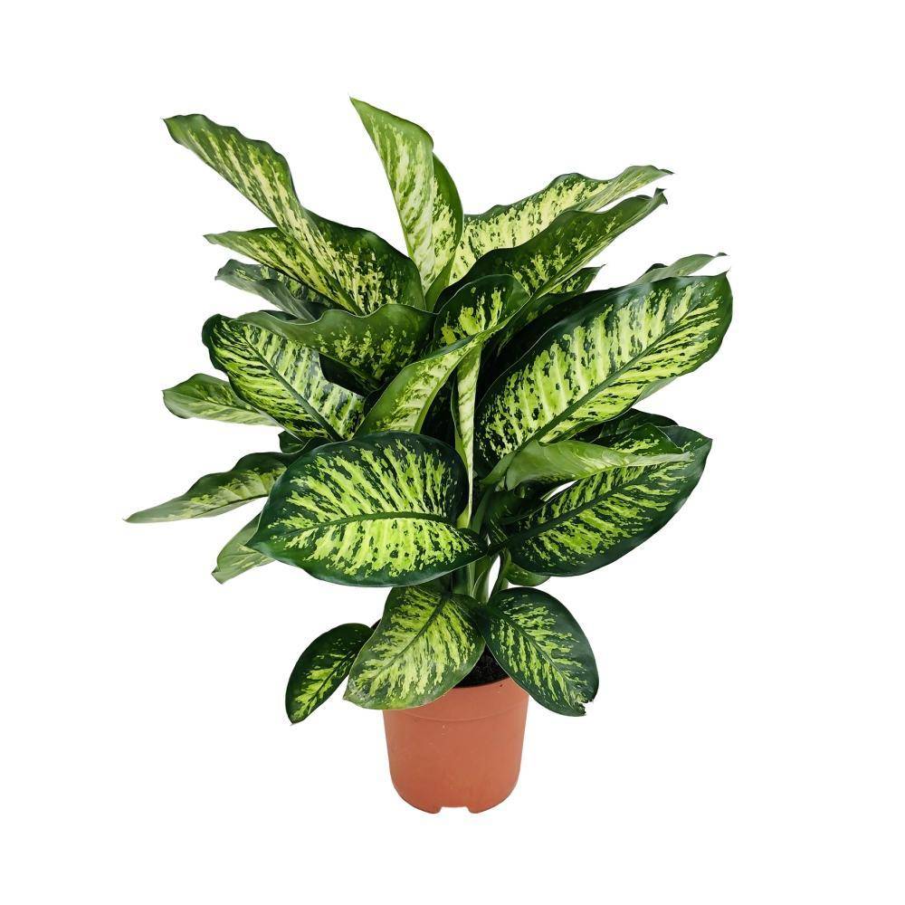 Dieffenbachia Camilla 75cm - Plante d'intérieur- La Green Touch - Image 1