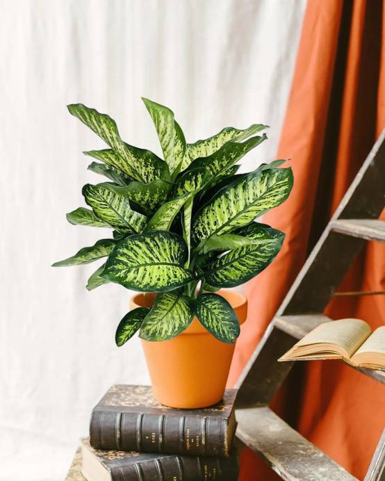 Dieffenbachia Camilla 75cm - Plante d'intérieur- La Green Touch - Image 2