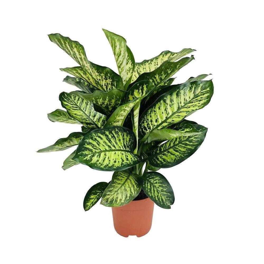 Dieffenbachia Camilla 75cm - Plante d'intérieur- La Green Touch - Image 3