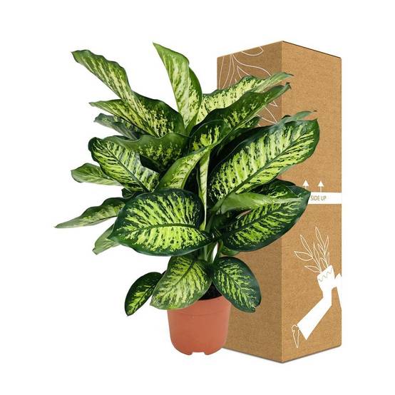 Dieffenbachia Camilla 75cm - Plante d'intérieur- La Green Touch - Image 5