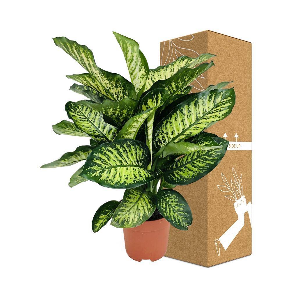 Dieffenbachia Camilla 75cm - Plante d'intérieur- La Green Touch - Image 5