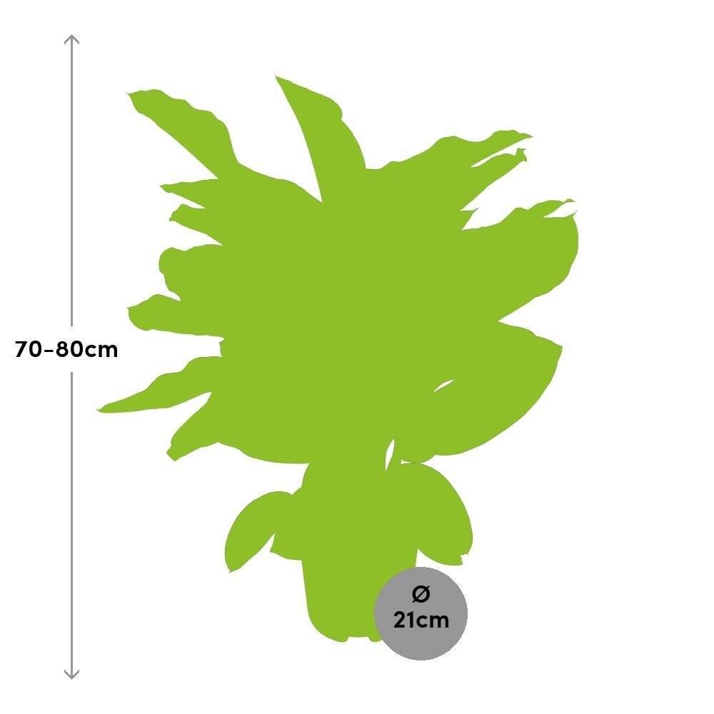 Dieffenbachia Camilla 75cm - Plante d'intérieur- La Green Touch - Image 4