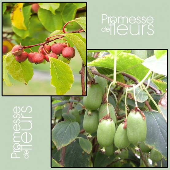 Duo Kiwi de Sibérie 'Ken's Red' (femelle) + 'Issai' (pollinisateur) - Collection de 2 plantes