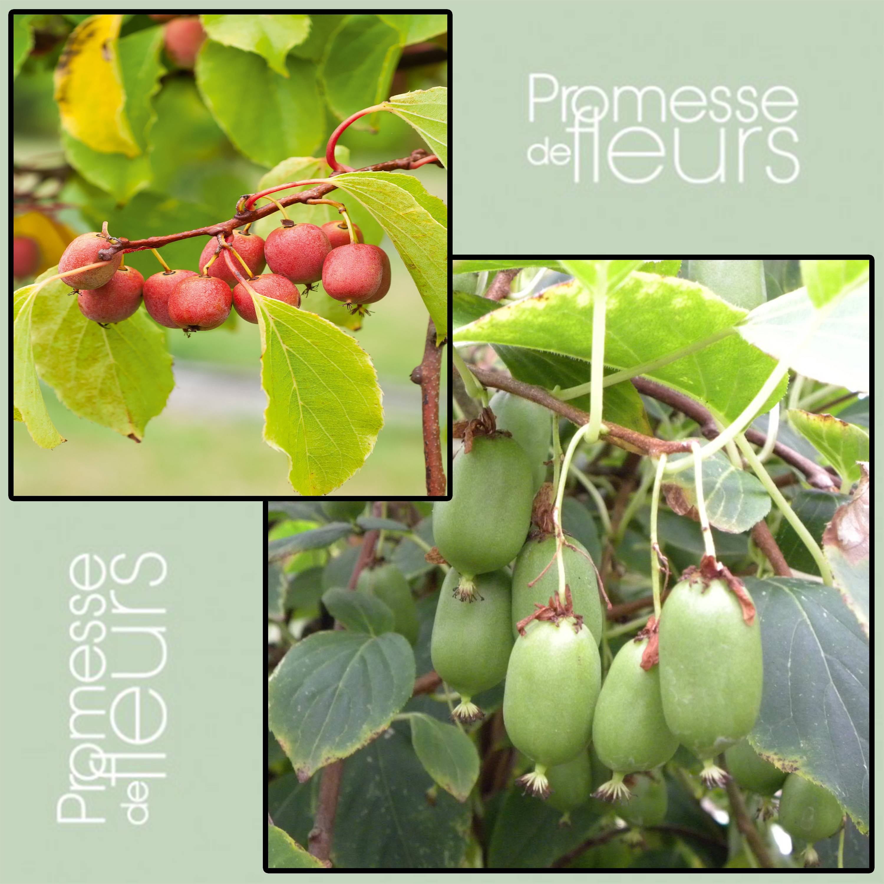 Duo Kiwi de Sibérie 'Ken's Red' (femelle) + 'Issai' (pollinisateur) - Collection de 2 plantes