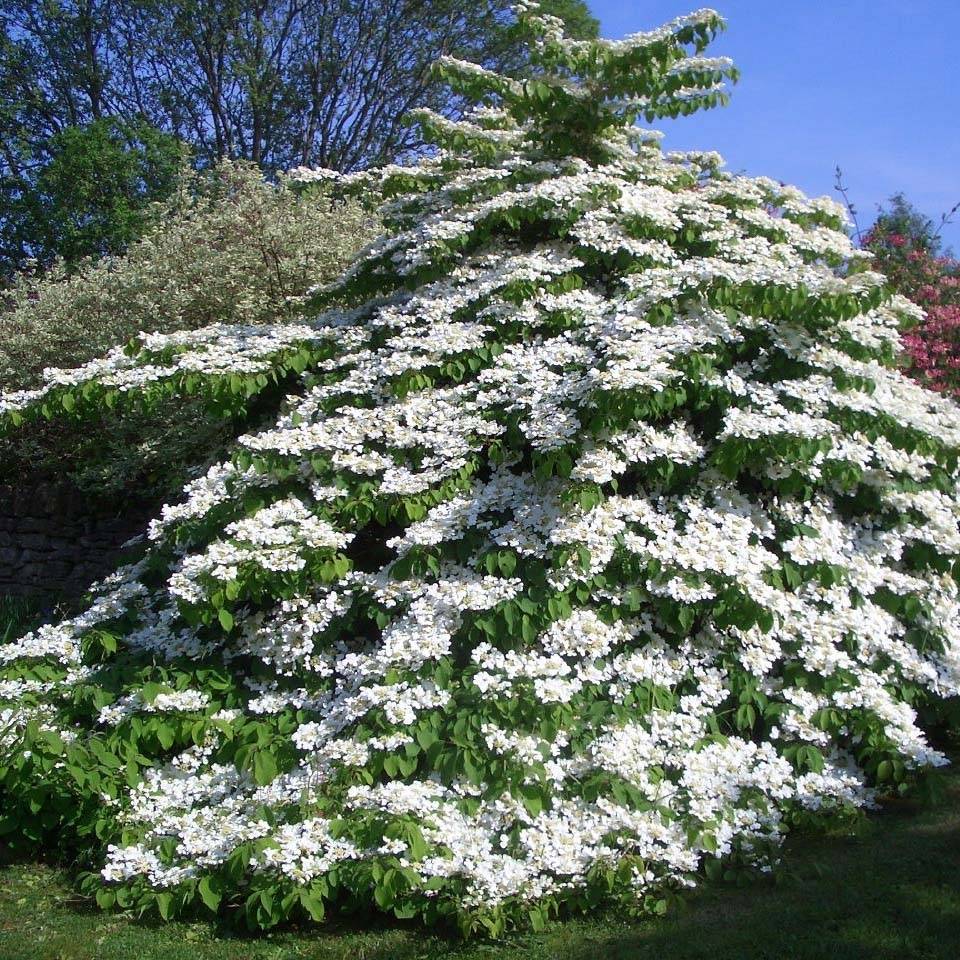 Viorne de Chine - Viburnum plicatum Tomentosum Pot de 2L/3L